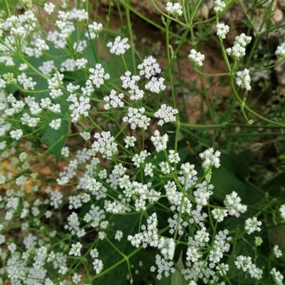 Falcaria vulgaris — flower