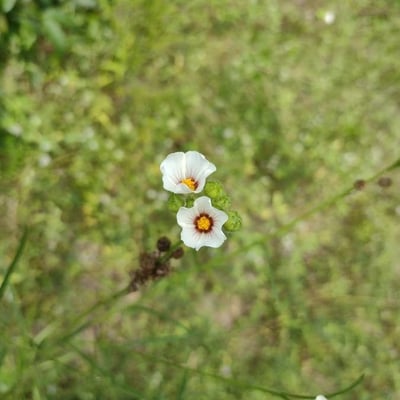 Sida linifolia — flower