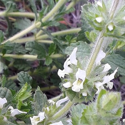 Sideritis hirsuta — flower