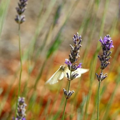 Lavandula latifolia — flower