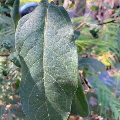 Clerodendrum tomentosum — leaf
