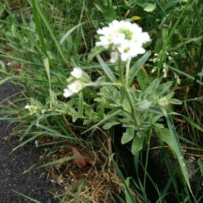 Draba incana — flower