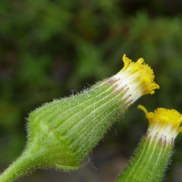 Senecio lividus — flower