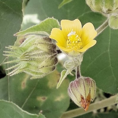 Abutilon theophrasti — flower