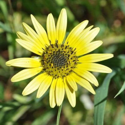 Arctotheca calendula — flower