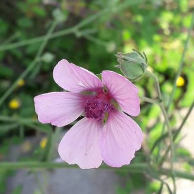 Althaea cannabina — flower