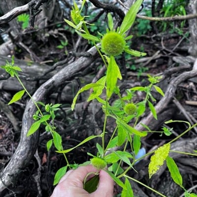 Carpesium cernuum — leaf