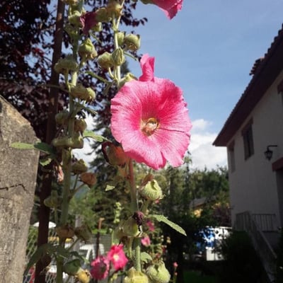 Alcea rosea — flower