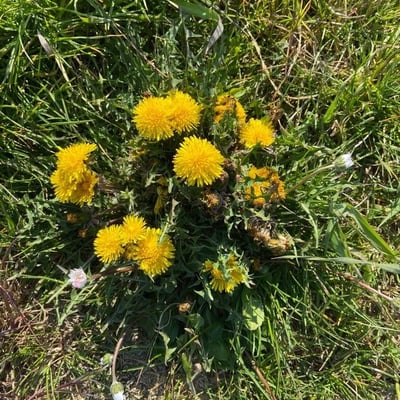 Leontodon incanus — flower