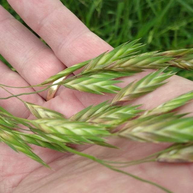 Bromus catharticus — flower