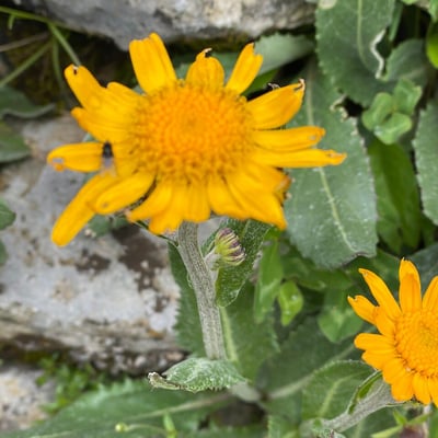 Senecio doronicum — flower
