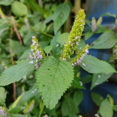 Elsholtzia ciliata — flower