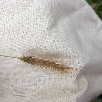 Hordeum secalinum — flower