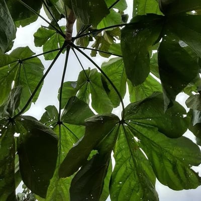 Sterculia striata — leaf