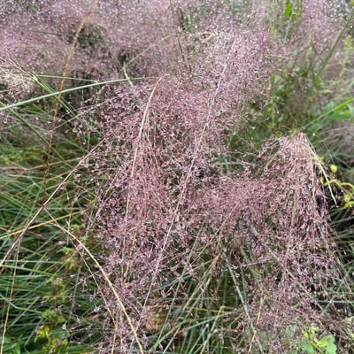 Eragrostis spectabilis — flower