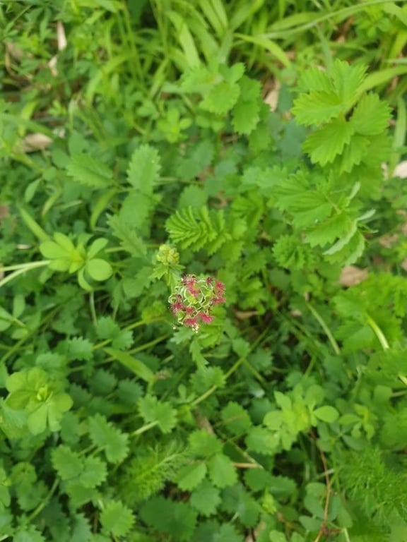 Garden burnet