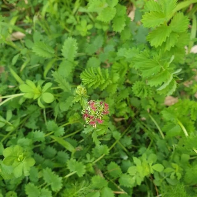 Sanguisorba minor — flower