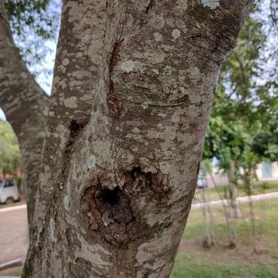 Ocotea diospyrifolia — bark