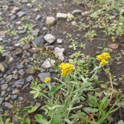 Pseudognaphalium affine — flower