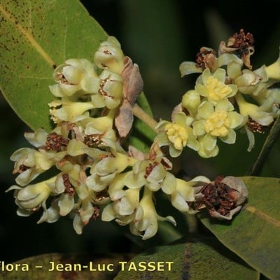 Umbellularia californica — flower