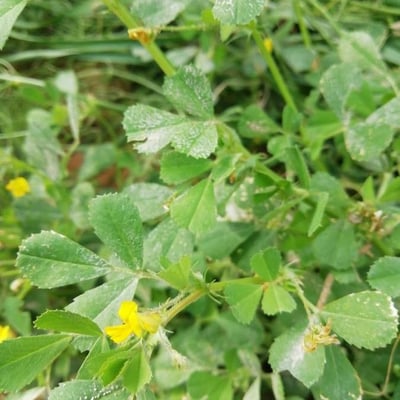 Medicago truncatula — flower