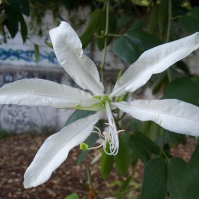 Bauhinia forficata — flower
