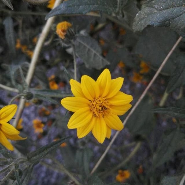 Viguiera dentata — flower