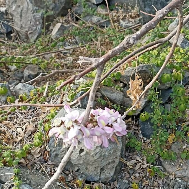 Gliricidia sepium — flower