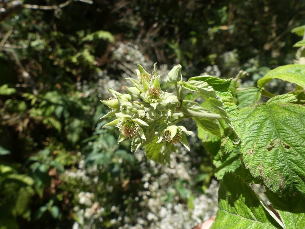 Sombre bramble