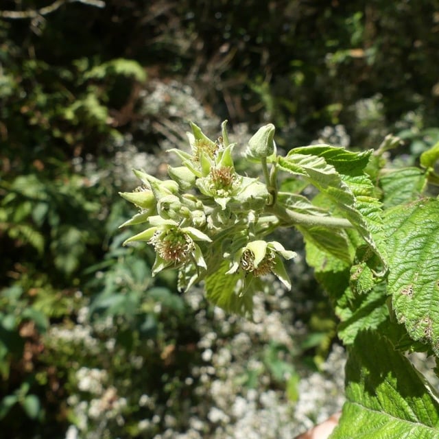 Sombre bramble