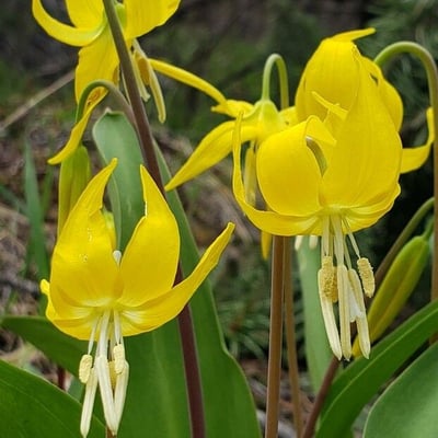 Erythronium grandiflorum — flower