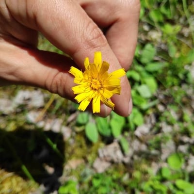 Hieracium venosum — flower