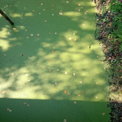 Wolffia arrhiza — leaf