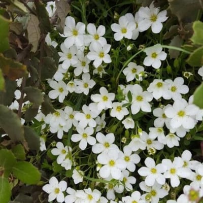 Houstonia caerulea — flower