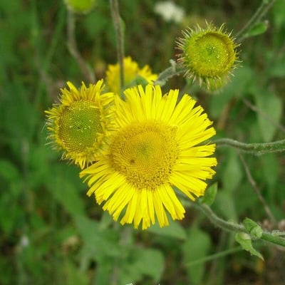 Pulicaria odora — flower