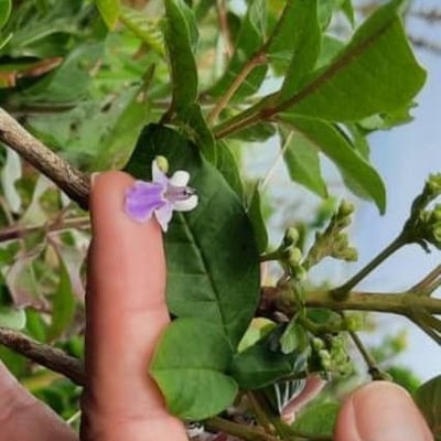 Vitex megapotamica — flower