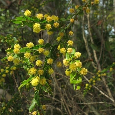 Acacia paradoxa — flower