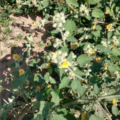 Sida cordifolia — flower