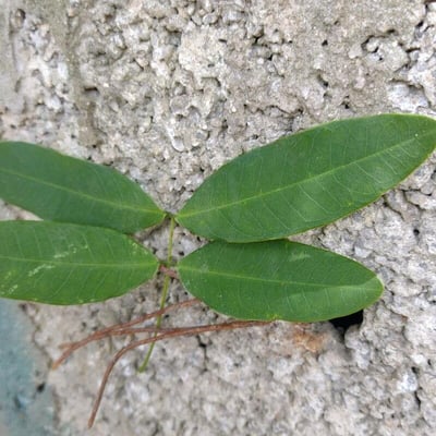 Zanthoxylum zanthoxyloides — leaf