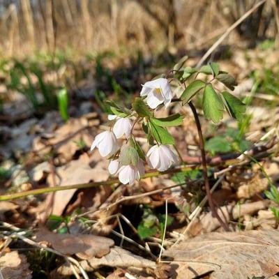 Isopyrum thalictroides — flower