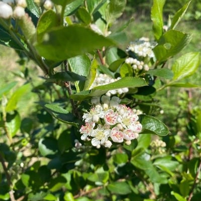Aronia melanocarpa — flower