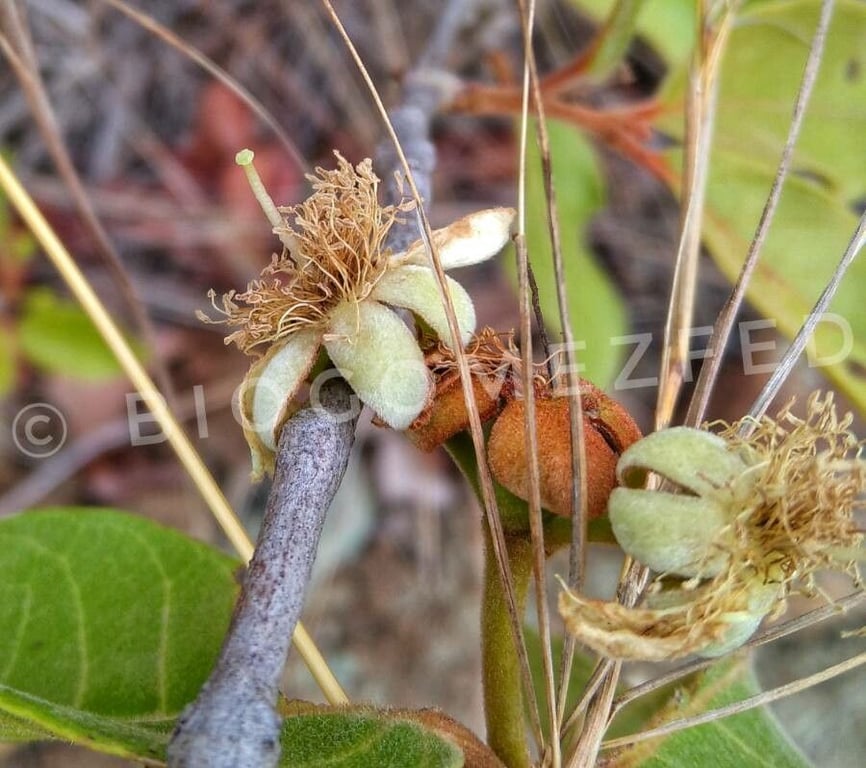 Campomanesia adamantium
