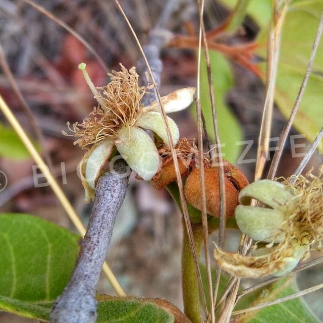 Campomanesia adamantium