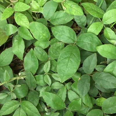 Kennedia prostrata — leaf