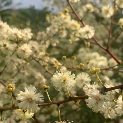 Acacia terminalis — flower