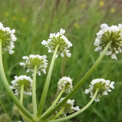 Oenanthe silaifolia — flower