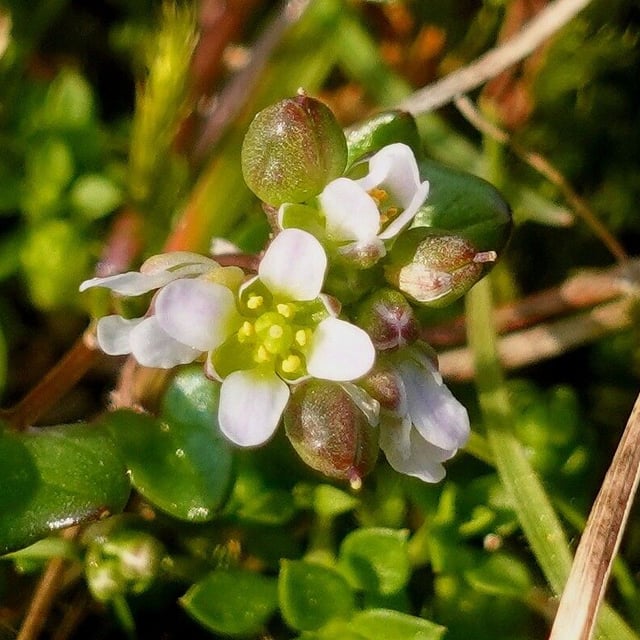 Cochlearia danica — flower