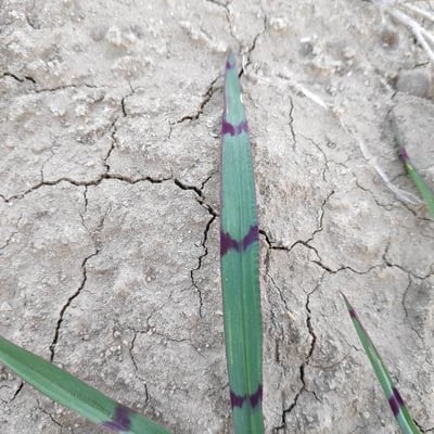 Digitaria ischaemum — leaf
