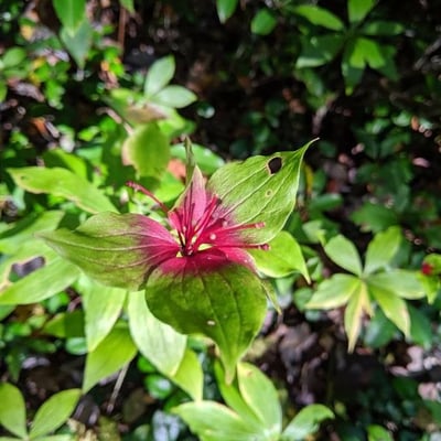 Medeola virginiana — flower
