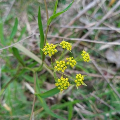 Bupleurum falcatum — flower